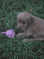 Princess, a female Goldendoodle for sale in Cynthiana, KY – 3 of 4