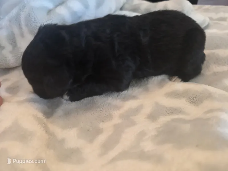 Bear – Aussiedoodle puppy for sale in Cynthiana, KY