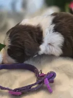 Cuddles, a female Aussiedoodle for sale in Cynthiana, KY – 3 of 4