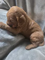 Sam, a male Goldendoodle for sale in Cynthiana, KY – 2 of 4