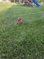 Speck, a male Goldendoodle for sale in Cynthiana, KY – 4 of 5
