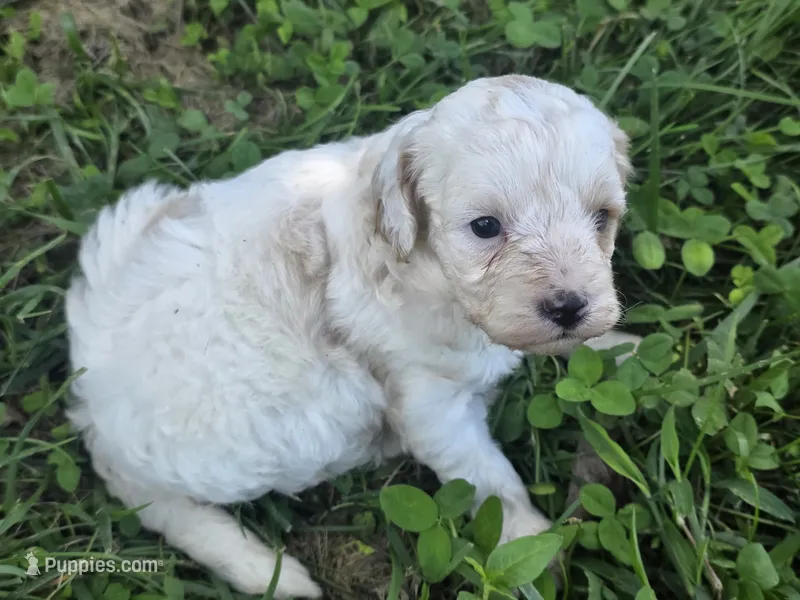 Lily – Cavapoo puppy for sale in Cynthiana, KY