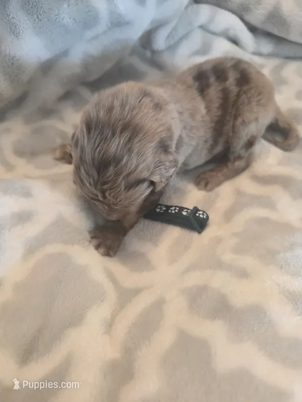 Cash – Aussiedoodle puppy for sale in Cynthiana, KY