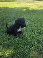 Bear, a male Aussiedoodle for sale in Cynthiana, KY – 3 of 4