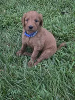 Molly, a female Goldendoodle for sale in Cynthiana, KY – 5 of 7