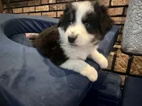 processed/13aa7f77-5c9f-4ab2-940f-eff187d92e2f/listing/925210db-9db6-441e-8ce3-c8c0c7333d9f/64d9118b-73a4-4377-b153-e489f071c470