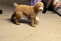 Cookie, a female Goldendoodle for sale in Naperville, IL – 3 of 4