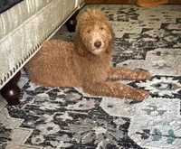 Cookie, a female Goldendoodle for sale in Naperville, IL – 4 of 4