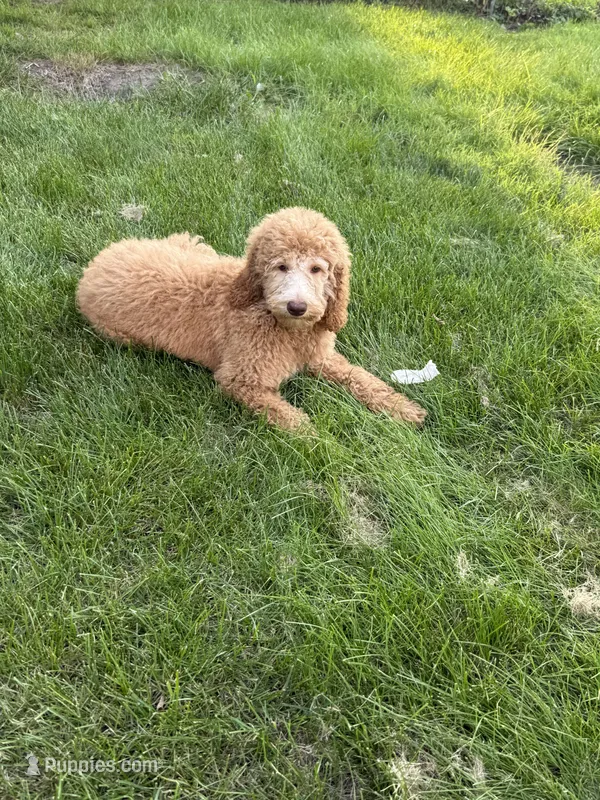 Cookie – Goldendoodle puppy for sale in Naperville, IL