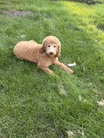 Cookie, a female Goldendoodle for sale in Naperville, IL – 1 of 4