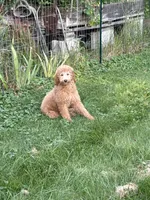 Cookie, a female Goldendoodle for sale in Naperville, IL – 2 of 4