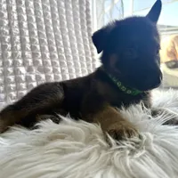 Apollo, a male German Shepherd Dog for sale in Windermere, FL – Photo 1 of 5