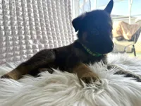 Apollo, a female German Shepherd Dog for sale in Windermere, FL – Photo 1 of 5