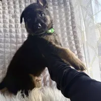 Apollo, a male German Shepherd Dog for sale in Windermere, FL – Photo 2 of 5