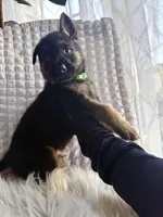 Apollo, a female German Shepherd Dog for sale in Windermere, FL – Photo 2 of 5