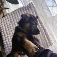 Apollo, a male German Shepherd Dog for sale in Windermere, FL – Photo 3 of 5