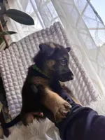 Apollo, a female German Shepherd Dog for sale in Windermere, FL – Photo 3 of 5