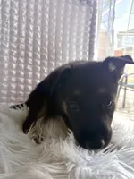 Minerva, a female German Shepherd Dog for sale in Windermere, FL – Photo 4 of 7