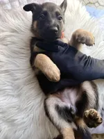 Minerva, a female German Shepherd Dog for sale in Windermere, FL – Photo 5 of 7