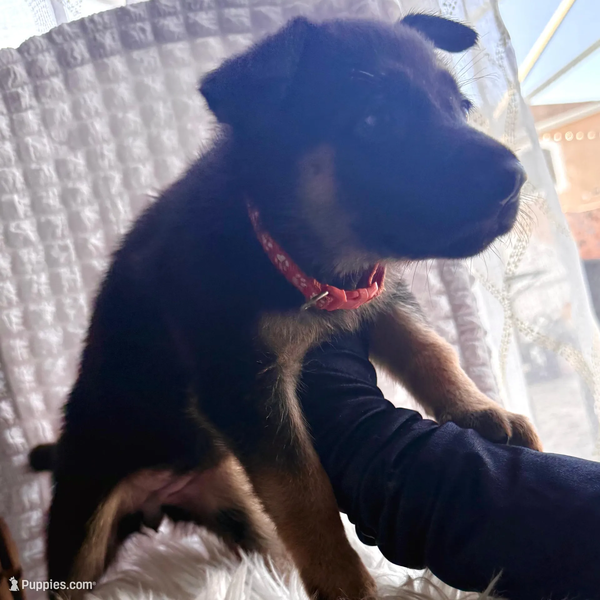 Minerva, a female German Shepherd Dog for sale in Windermere, FL – Photo 3 of 7