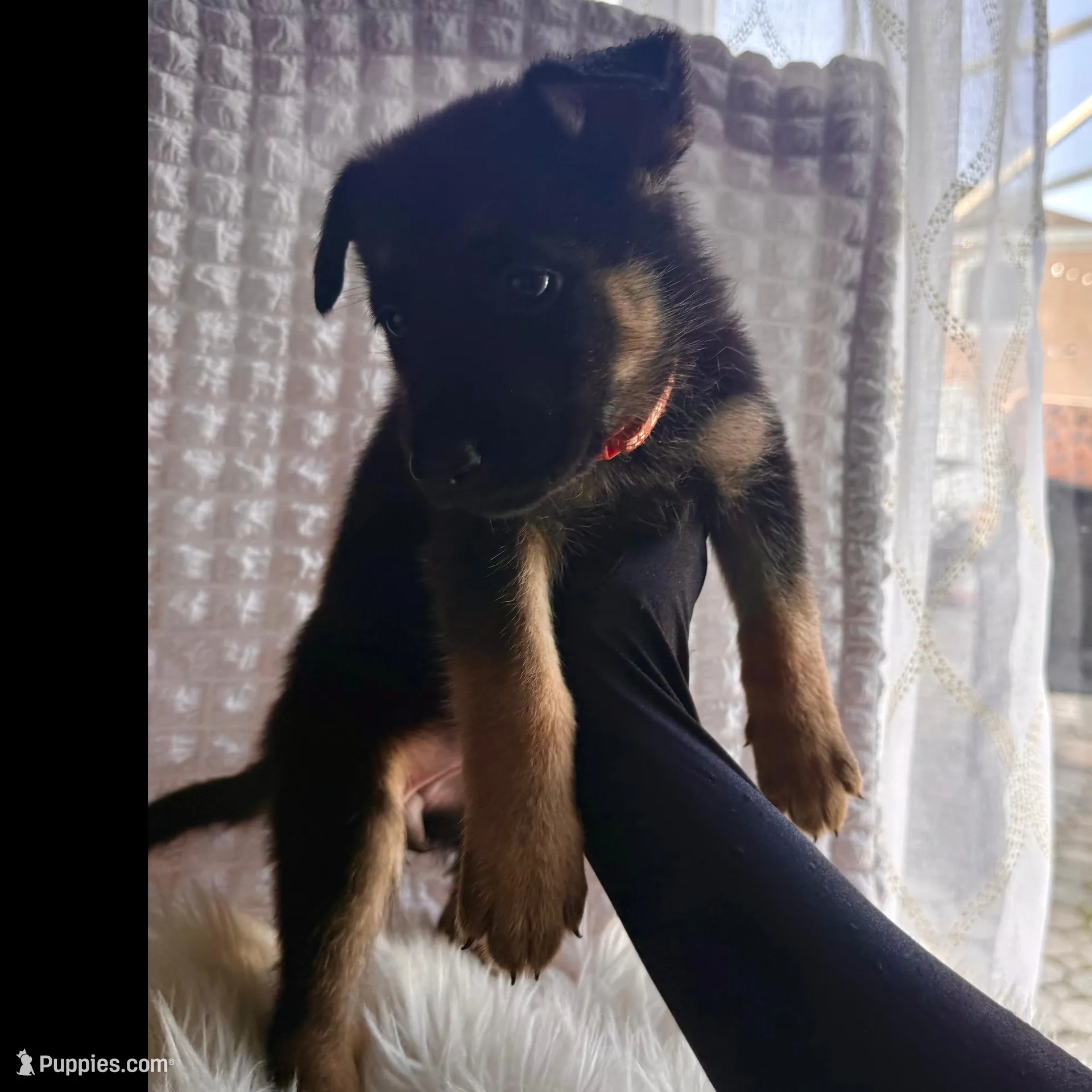 Minerva, a female German Shepherd Dog for sale in Windermere, FL – Photo 2 of 7