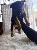 Minerva, a female German Shepherd Dog for sale in Windermere, FL – Photo 1 of 7