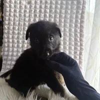 Athena, a female German Shepherd Dog for sale in Windermere, FL – Photo 3 of 6