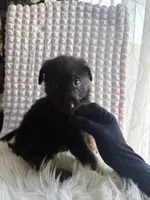 Athena, a female German Shepherd Dog for sale in Windermere, FL – Photo 3 of 6