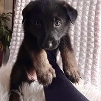 Athena, a female German Shepherd Dog for sale in Windermere, FL – Photo 2 of 6