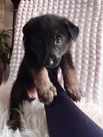 Athena, a female German Shepherd Dog for sale in Windermere, FL – Photo 2 of 6