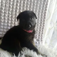 Athena, a female German Shepherd Dog for sale in Windermere, FL – Photo 4 of 6