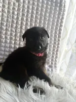 Athena, a female German Shepherd Dog for sale in Windermere, FL – Photo 4 of 6