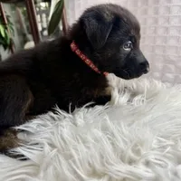 Athena, a female German Shepherd Dog for sale in Windermere, FL – Photo 1 of 6