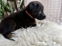 Athena, a female German Shepherd Dog for sale in Windermere, FL – Photo 1 of 6