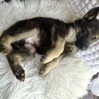 Thor Thunder, a male German Shepherd Dog for sale in Windermere, FL – Photo 4 of 8