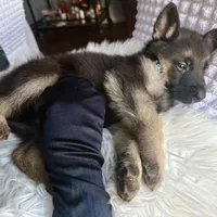 Thor Thunder, a male German Shepherd Dog for sale in Windermere, FL – Photo 2 of 8