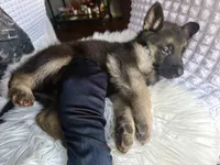 Thor THUNDER, a male German Shepherd Dog for sale in Windermere, FL – Photo 2 of 8