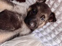 Thor THUNDER, a male German Shepherd Dog for sale in Windermere, FL – Photo 3 of 8