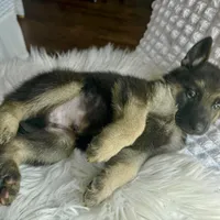 Thor Thunder, a male German Shepherd Dog for sale in Windermere, FL – Photo 6 of 8