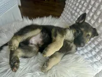 Thor THUNDER, a male German Shepherd Dog for sale in Windermere, FL – Photo 6 of 8