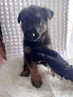 Thor THUNDER, a male German Shepherd Dog for sale in Windermere, FL – Photo 1 of 8