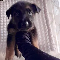 Thor Thunder, a male German Shepherd Dog for sale in Windermere, FL – Photo 5 of 8