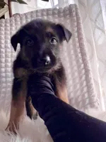 Thor THUNDER, a male German Shepherd Dog for sale in Windermere, FL – Photo 5 of 8