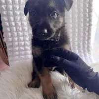 Loki, a male German Shepherd Dog for sale in Windermere, FL – Photo 3 of 6