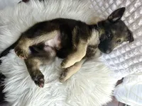 Loki, a male German Shepherd Dog for sale in Windermere, FL – Photo 2 of 6