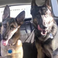 Loki, a male German Shepherd Dog for sale in Windermere, FL – Photo 6 of 6