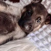 Loki, a male German Shepherd Dog for sale in Windermere, FL – Photo 1 of 6