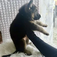 Loki, a male German Shepherd Dog for sale in Windermere, FL – Photo 4 of 6