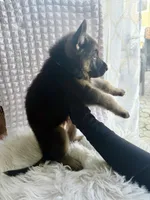 Loki, a male German Shepherd Dog for sale in Windermere, FL – Photo 4 of 6