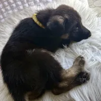 Aphrodite, a female German Shepherd Dog for sale in Windermere, FL – Photo 2 of 5